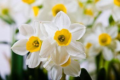 白金工作室新作《SOL CRESTA》体验版 上线eshop